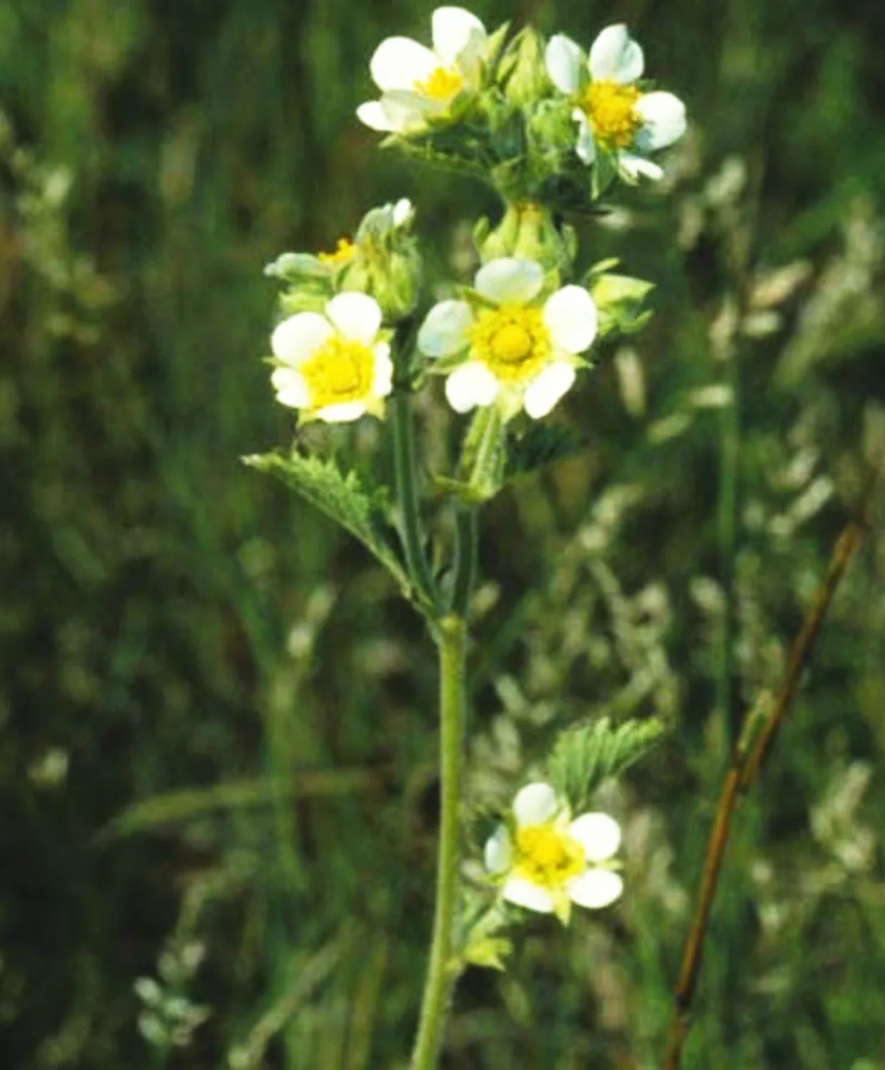 Prairie Cinquefoil