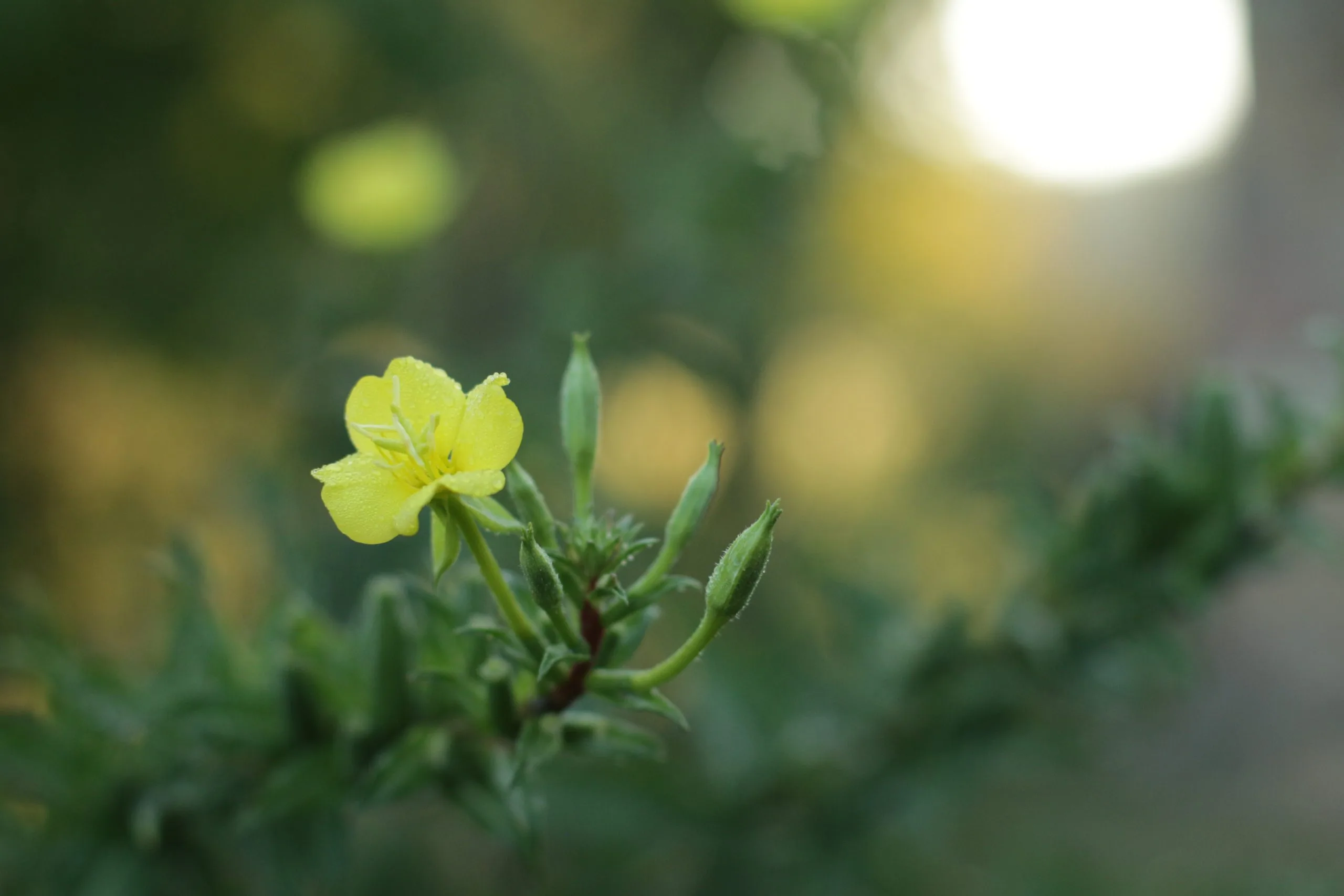 Primrose, Common evening - Image 2
