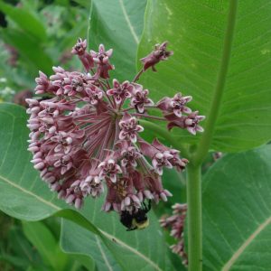 Common Milkweed (Asclepias syriaca) with bee, Hamilton Native Outpost