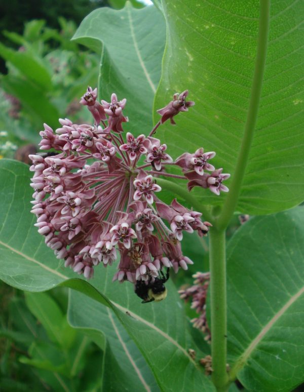 Common Milkweed (Asclepias syriaca) with bee, Hamilton Native Outpost
