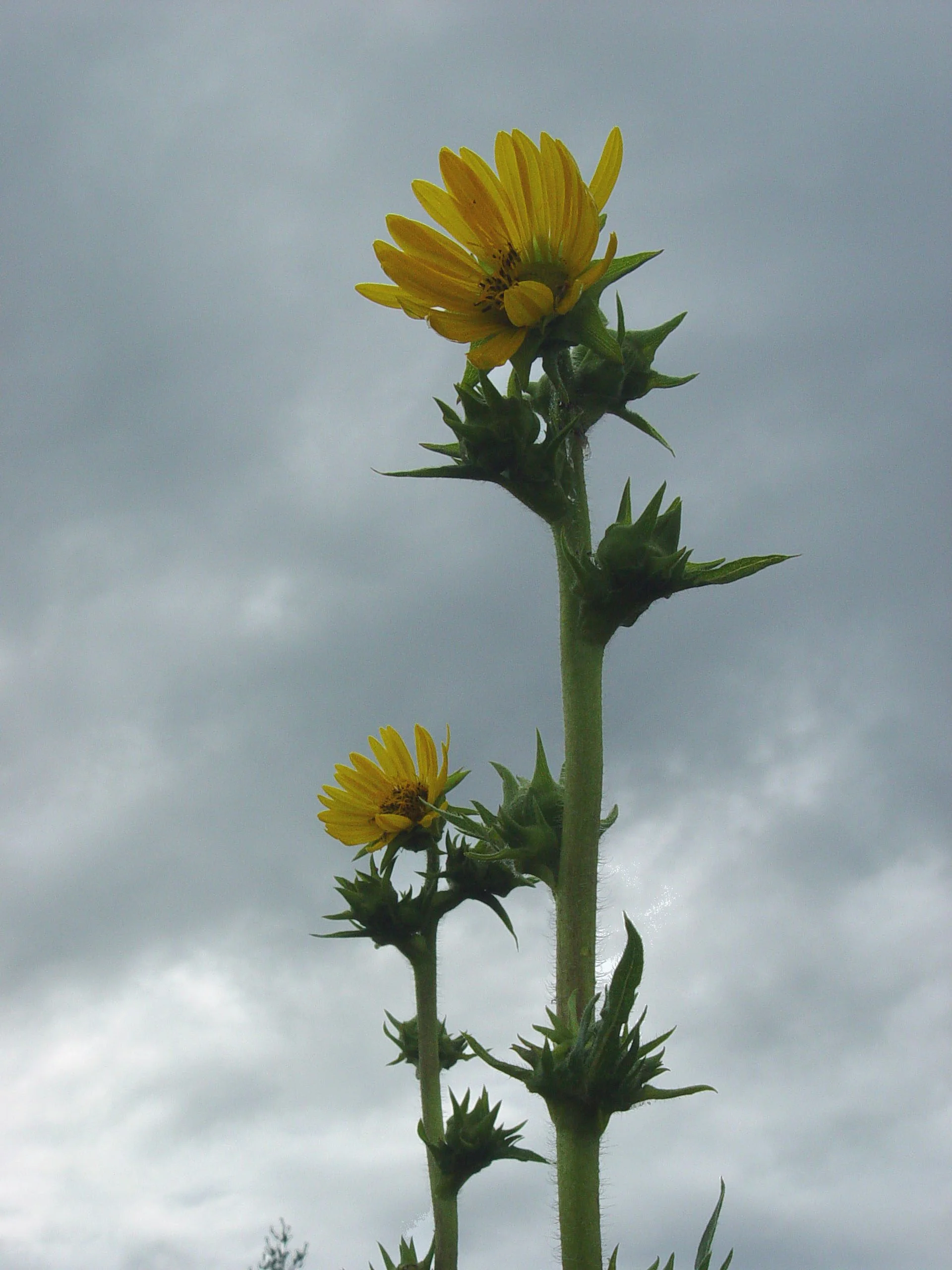 Compass Plant (Silphium laciniatum), wildflower, hamilton native outpost