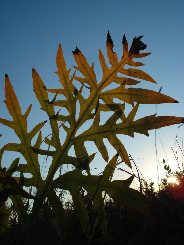 Compass Plant (Silphium laciniatum), wildflower, hamilton native outpost