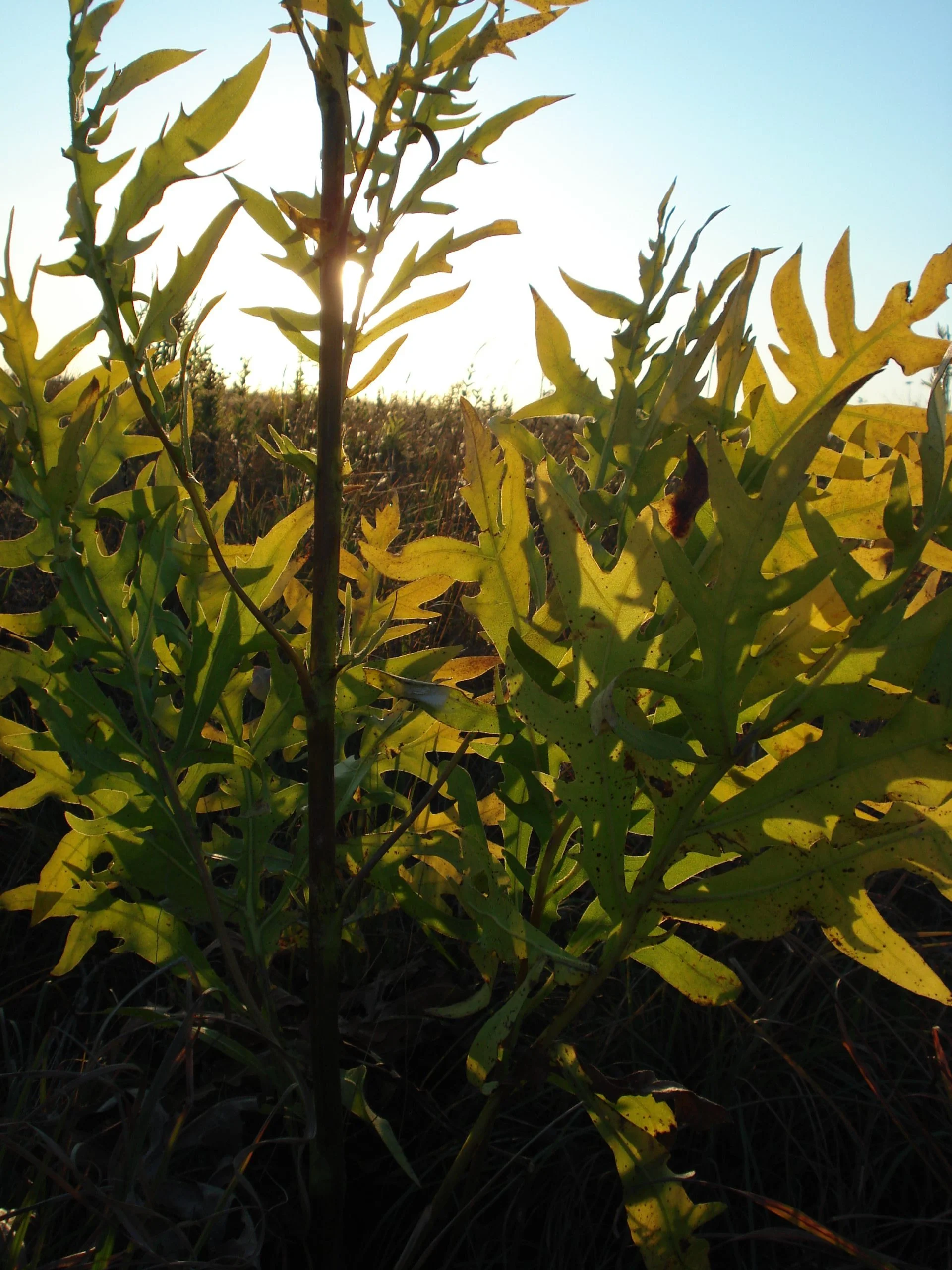 Compass Plant (Silphium laciniatum), wildflower, hamilton native outpost