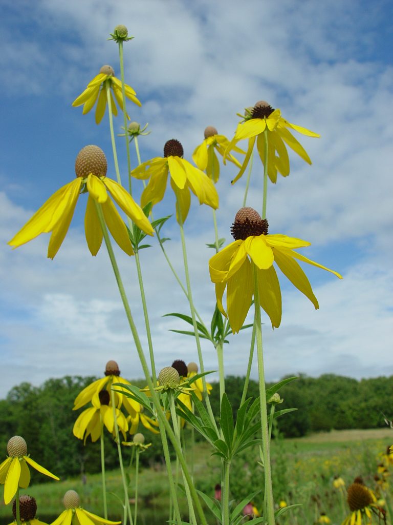 Favorite Native Plants of a Honey Bee | Hamilton Native Outpost