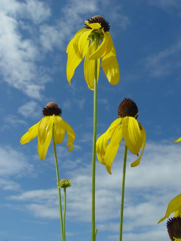 Coneflower, Gray-headed (Ratibida pinnata), wildflower, hamilton native outpost