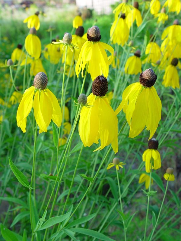 Coneflower, Gray-headed (Ratibida pinnata), wildflower, hamilton native outpost