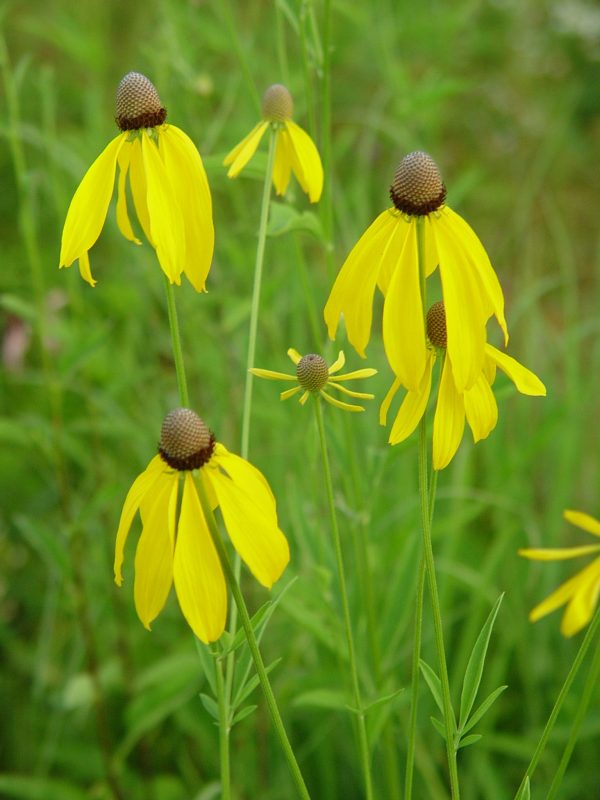 Coneflower, Gray-headed (Ratibida pinnata), native wildflower, Hamilton Native Outpost