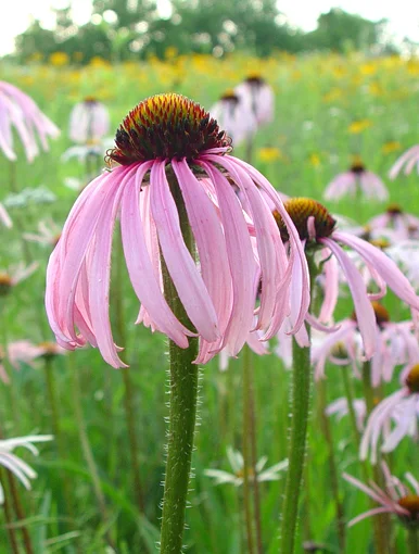 Coneflower, Pale Purple (Echinacea pallida), wildflower, hamilton native outpost