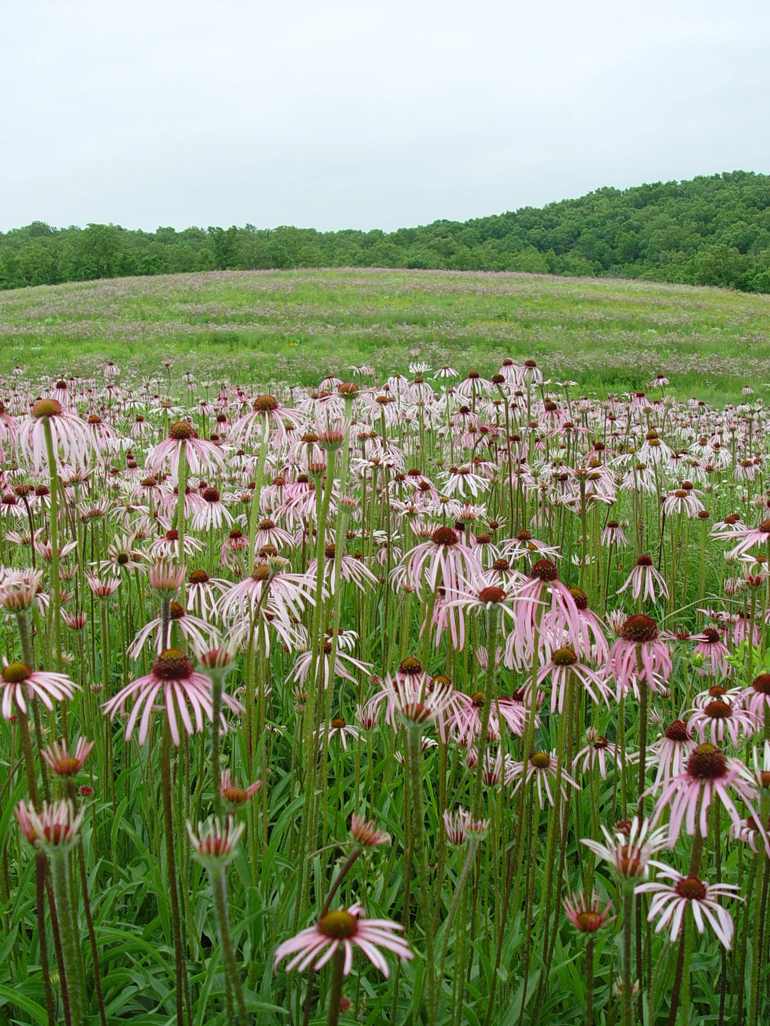 Coneflower, Pale Purple (Echinacea pallida), wildflower, hamilton native outpost