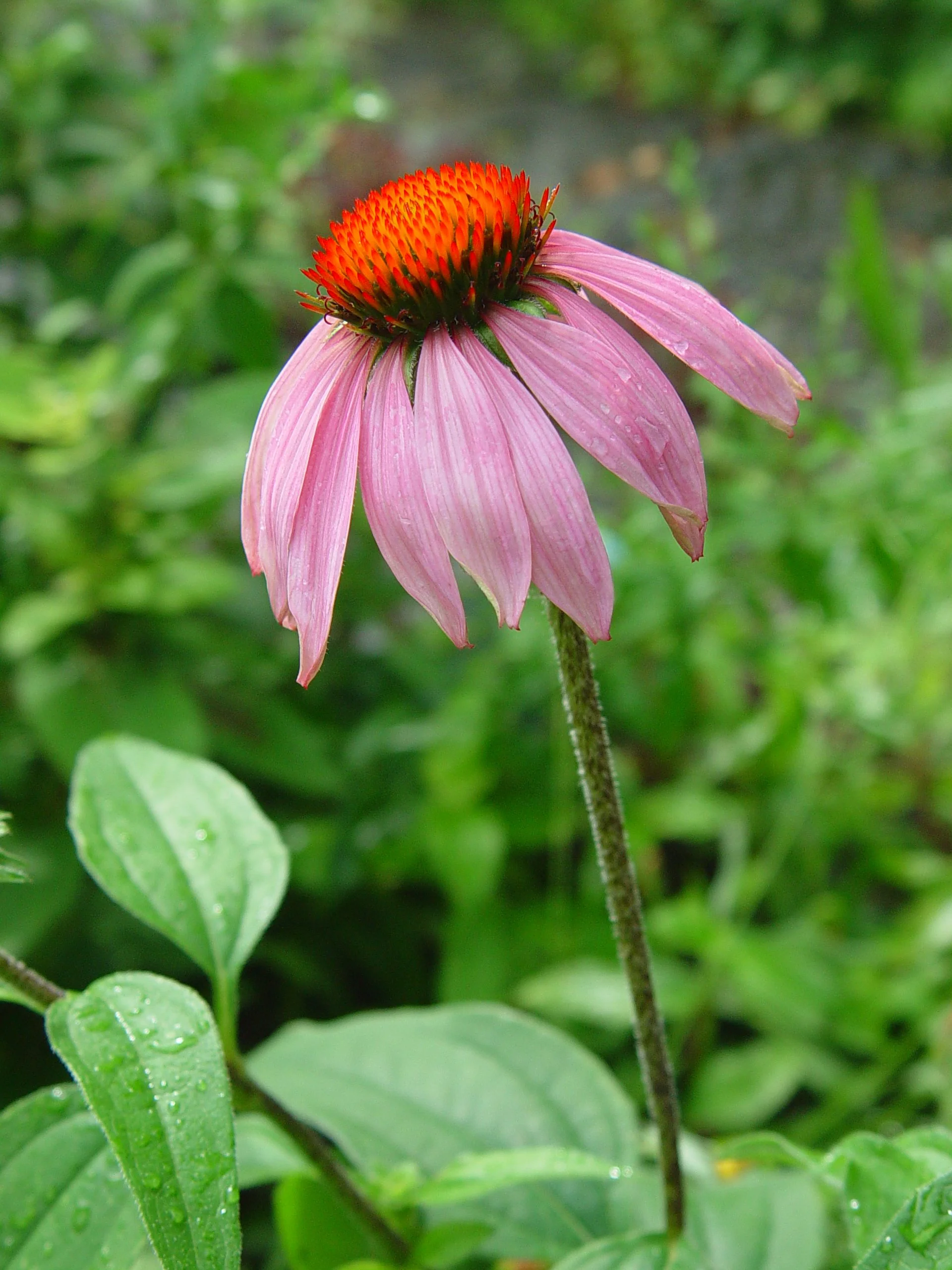 Coneflower, Purple (Echinacea purpurea), wildflower, hamilton native outpost
