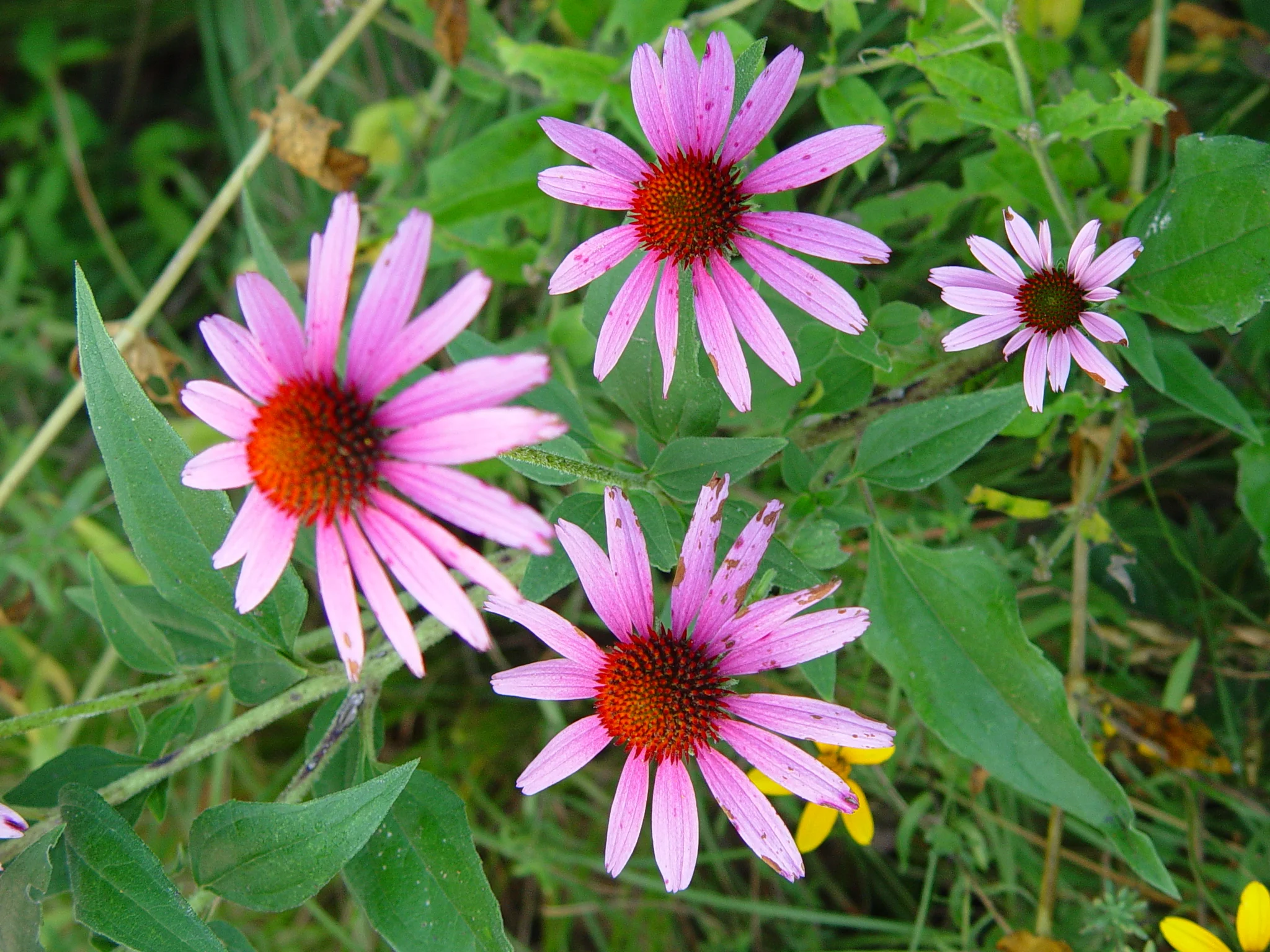 Coneflower, Purple (Echinacea purpurea), wildflower, hamilton native outpost