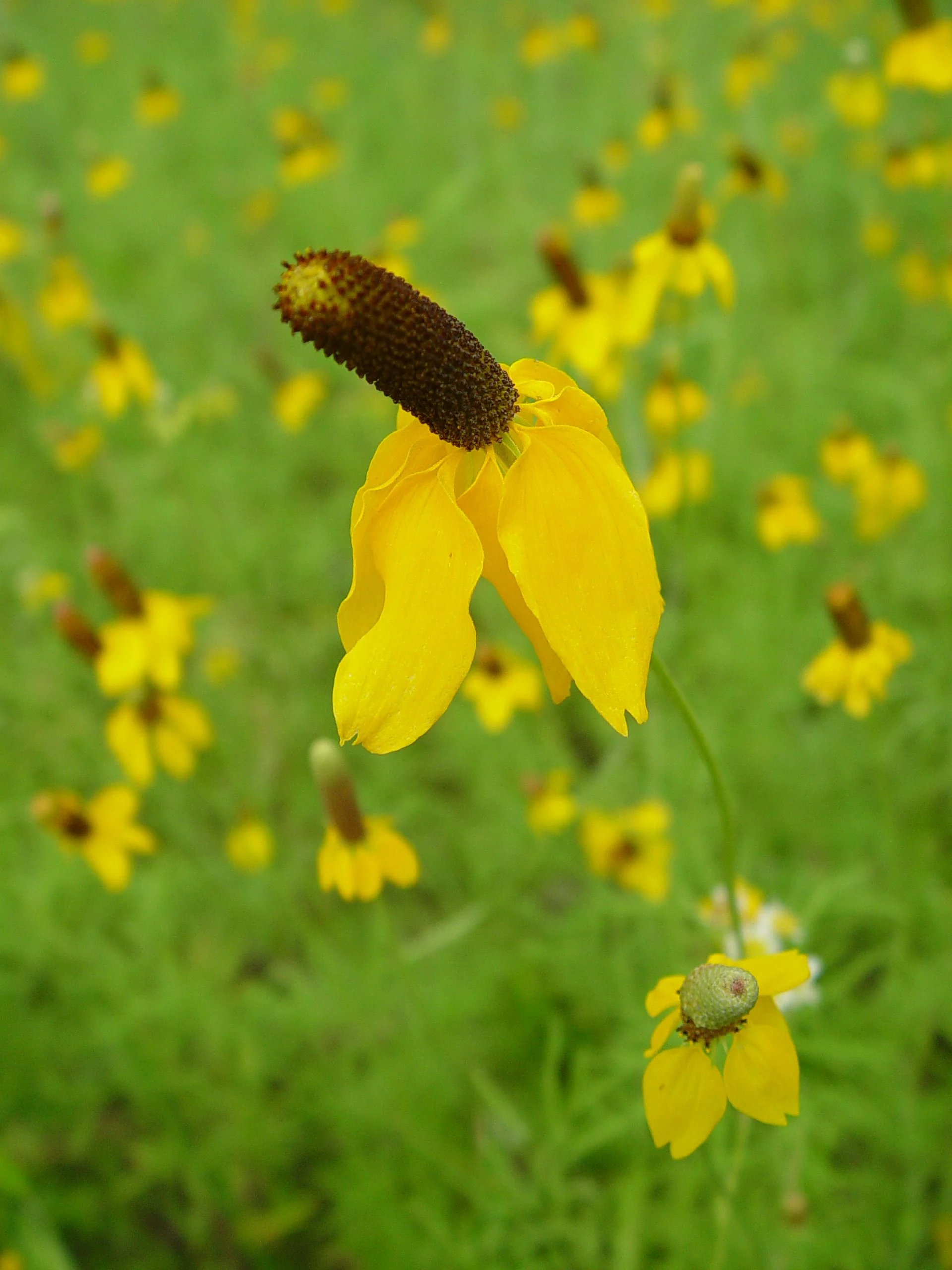 Coneflower, Upright Prairie (Ratibida columnifera), wildflower, hamilton native outpost