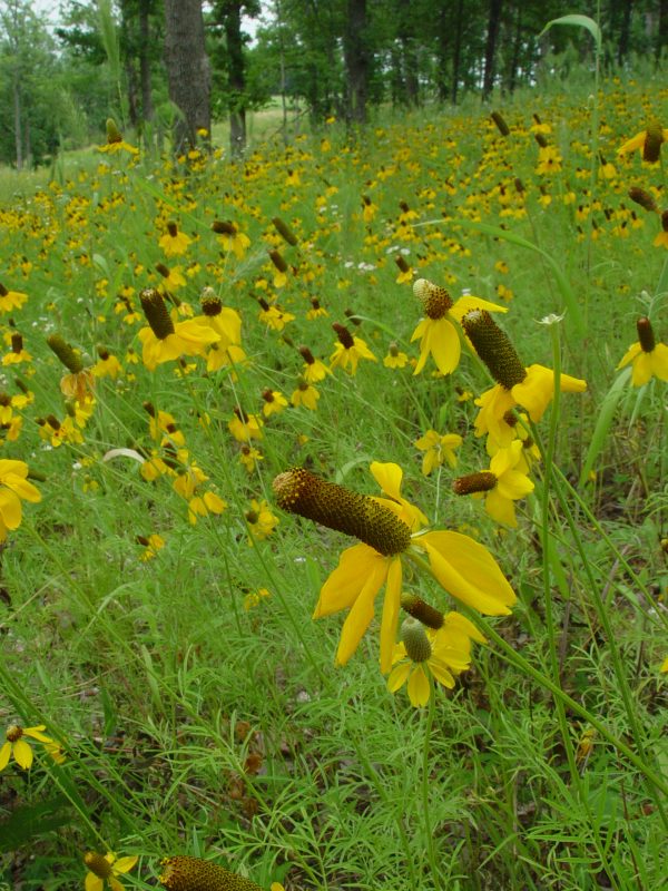 Coneflower, Upright Prairie (Ratibida columnifera), wildflower, hamilton native outpost
