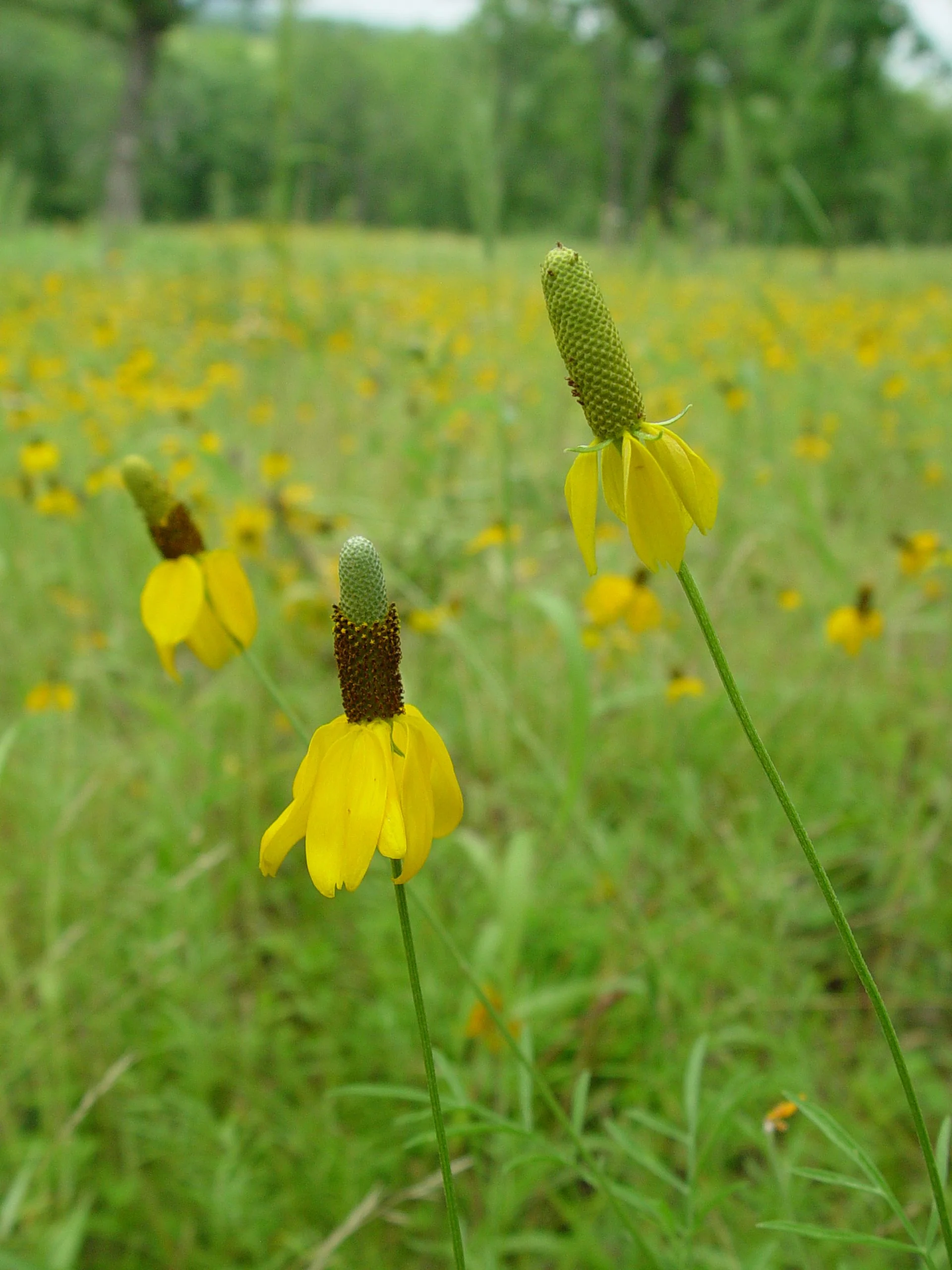 Coneflower, Upright Prairie (Ratibida columnifera), wildflower, hamilton native outpost