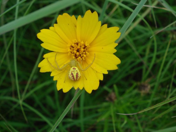 Coreopsis, Grand (Coreopsis grandiflora), wildflower, hamilton native outpost