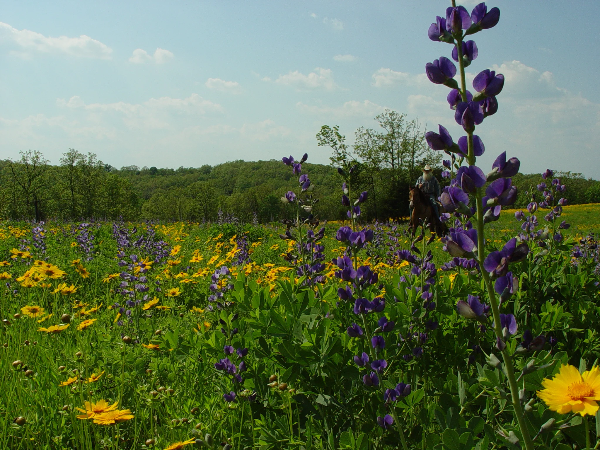 Blue Indigo (Baptisia australis), Coreopsis, wildflower, Hamilton Native Outpost