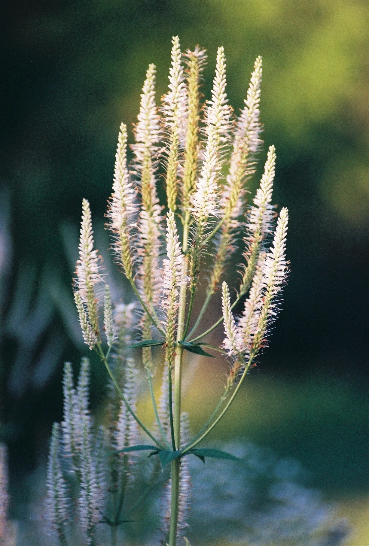 Culver's Root (Veronicastrum virginicum), wildflower, Hamilton Native Outpost
