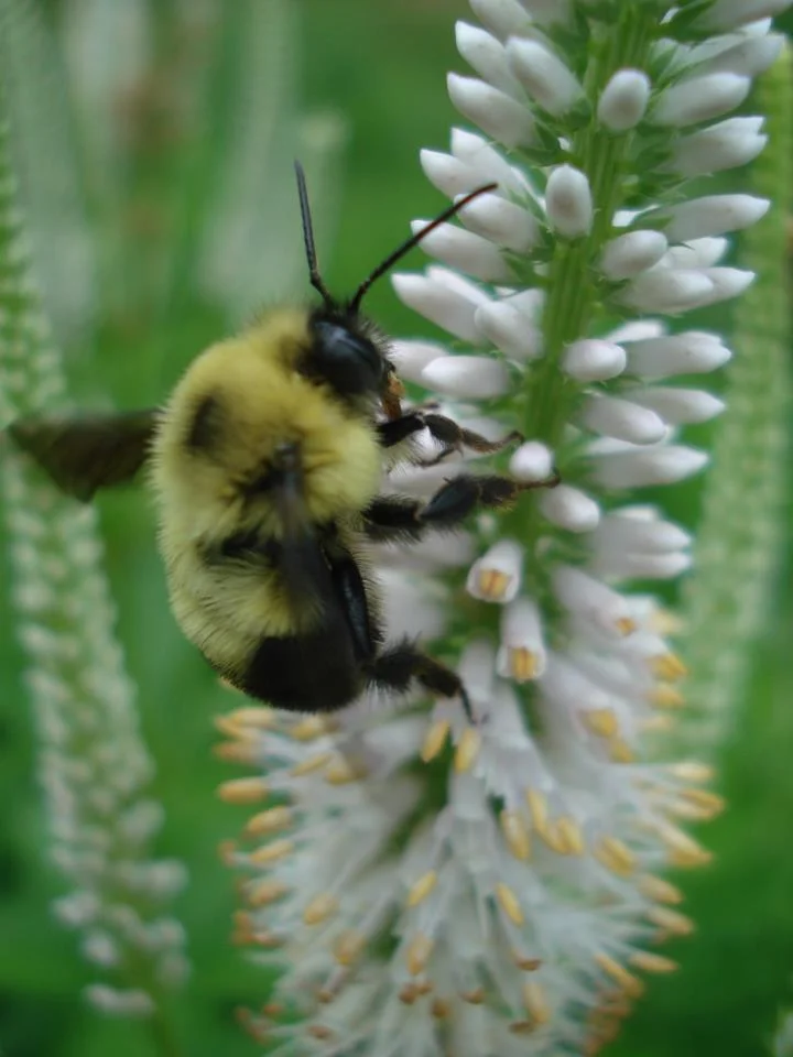 Culver's Root (Veronicastrum virginicum) with Bumblebee, wildflower, Hamilton Native Outpost