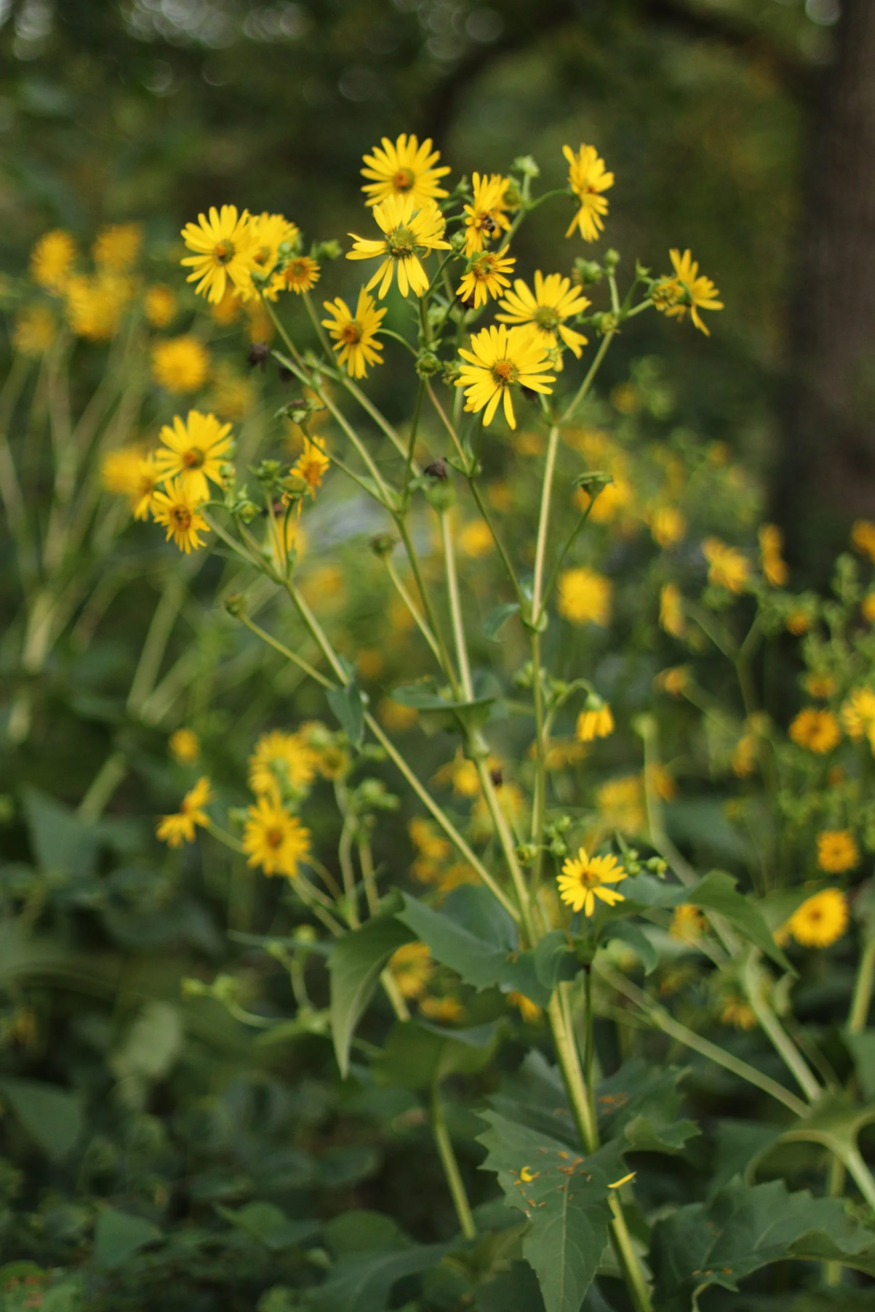 Cup Plant (Silphium perfoliatum), wildflower, Hamilton Native
