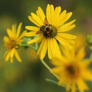 Cup Plant (Silphium perfoliatum), wildflower, Hamilton Native