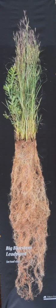 Big Bluestem (Andropogon gerardii) and Leadplant (Amorpha canescnes) plants and roots, Hamilton Native Outpost