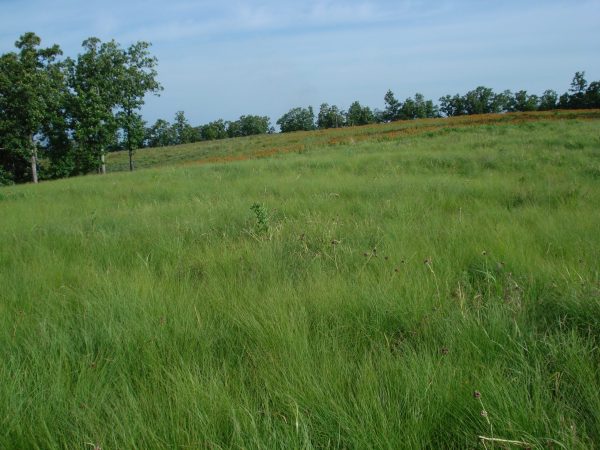 Prairie Dropseed (Sporobolus heterolepis) , grass, Hamilton Native Outpost
