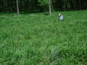 Early Wild Rye (Elymus macgregorii), native grass, Hamilton Native Outpost