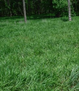 Early Wild Rye (Elymus macgregorii), native grass, Hamilton Native Outpost