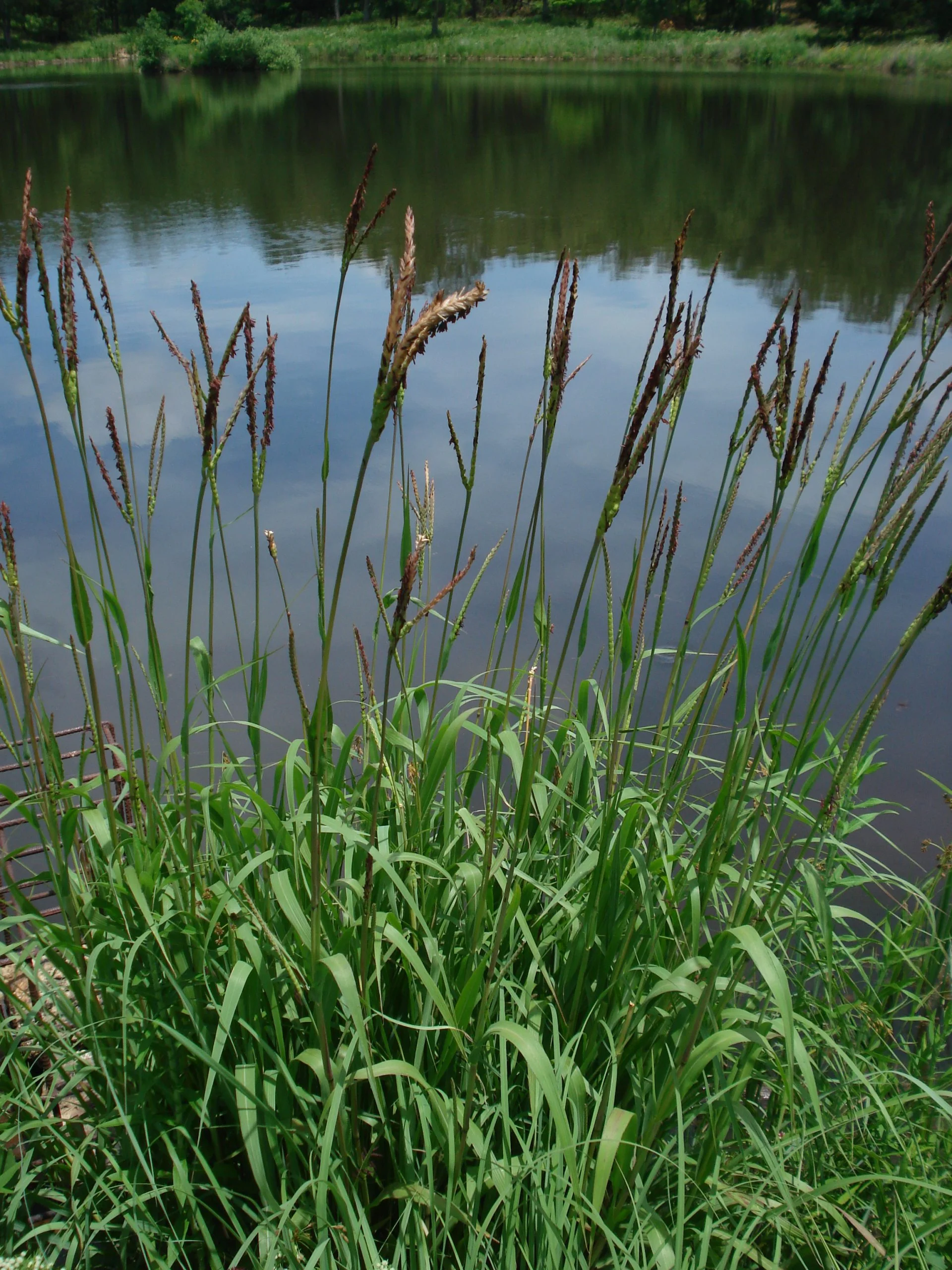 Eastern Gamagrass (Tripsacum dactyloides), native grass, Hamilton Native Outpost