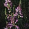 Fall Obedient Plant (Physostegia virginiana), wildflower, hamilton native outpost