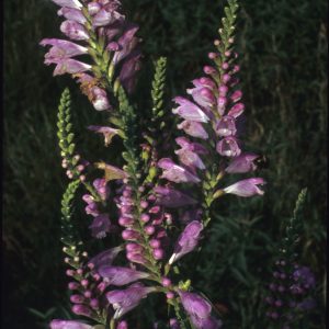Fall Obedient Plant (Physostegia virginiana), wildflower, hamilton native outpost