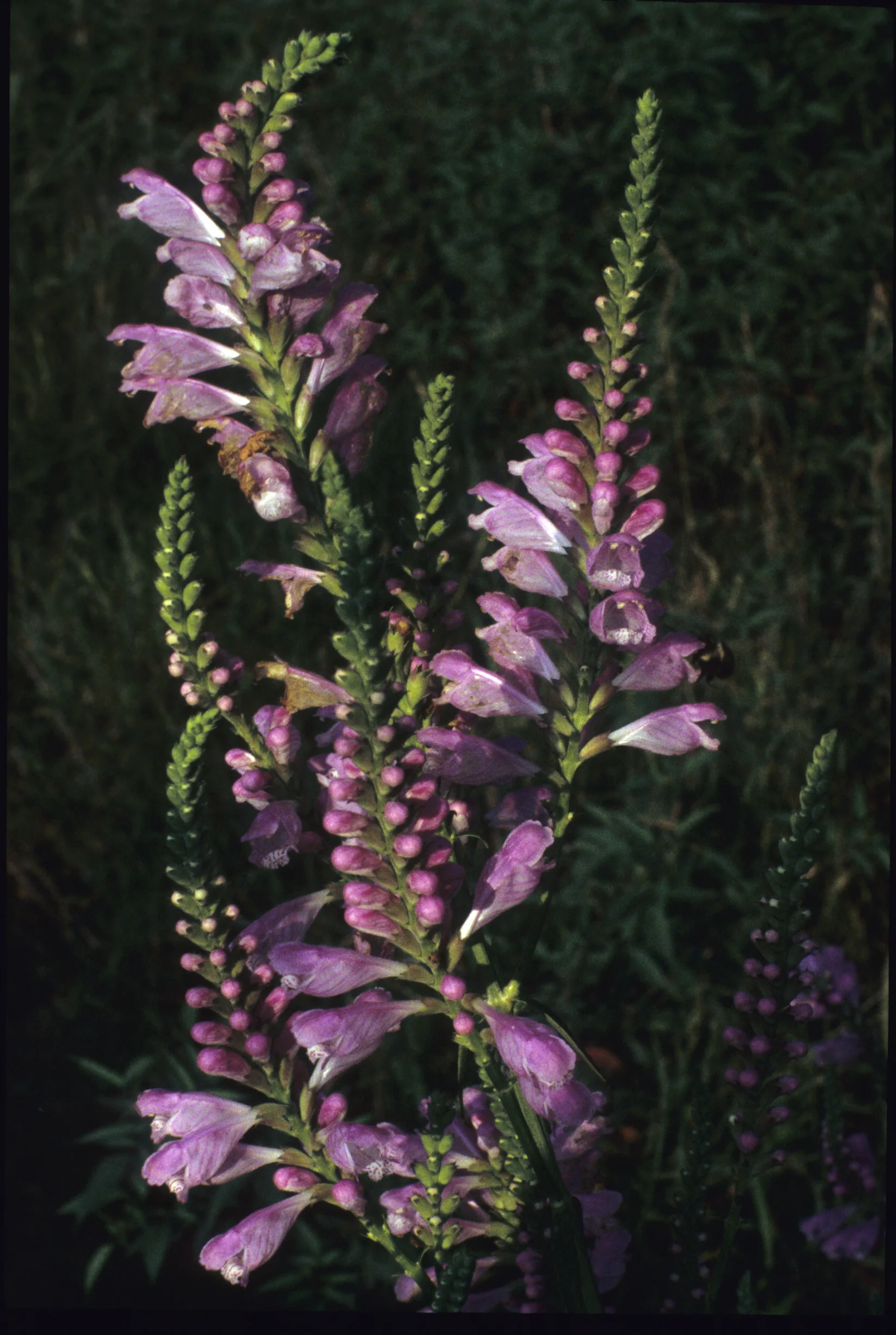 Fall Obedient Plant (Physostegia virginiana), wildflower, hamilton native outpost