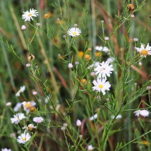 False Aster