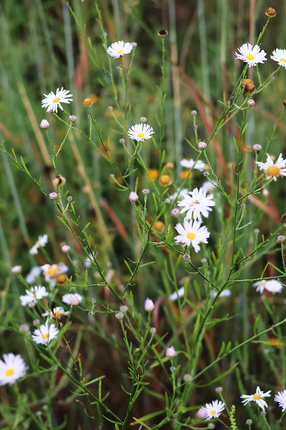 False Aster