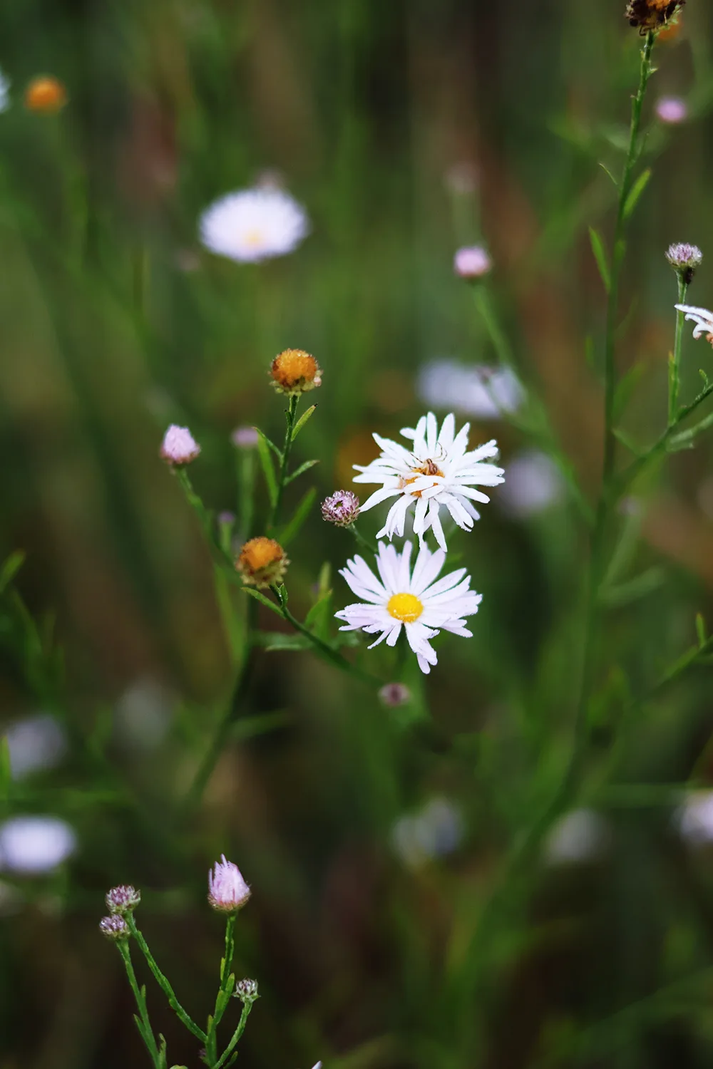 Aster, False - Image 2