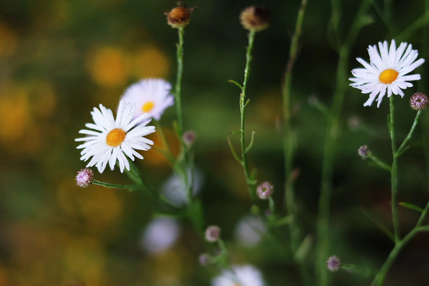 Aster, False - Image 3