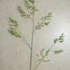 Cluster Fescue (Festuca paradoxa), grass, Hamilton Native Outpost