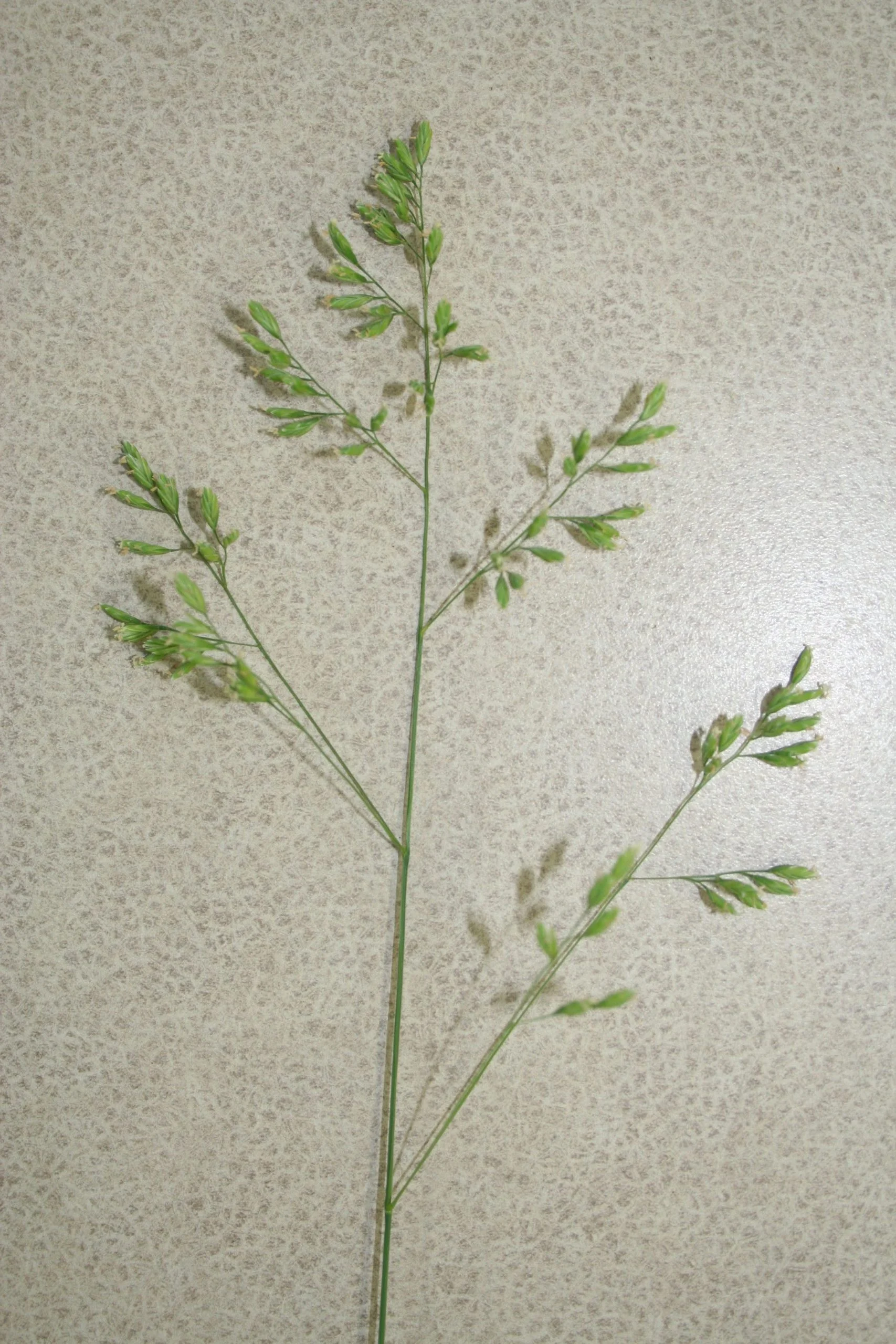 Cluster Fescue (Festuca paradoxa), grass, Hamilton Native Outpost