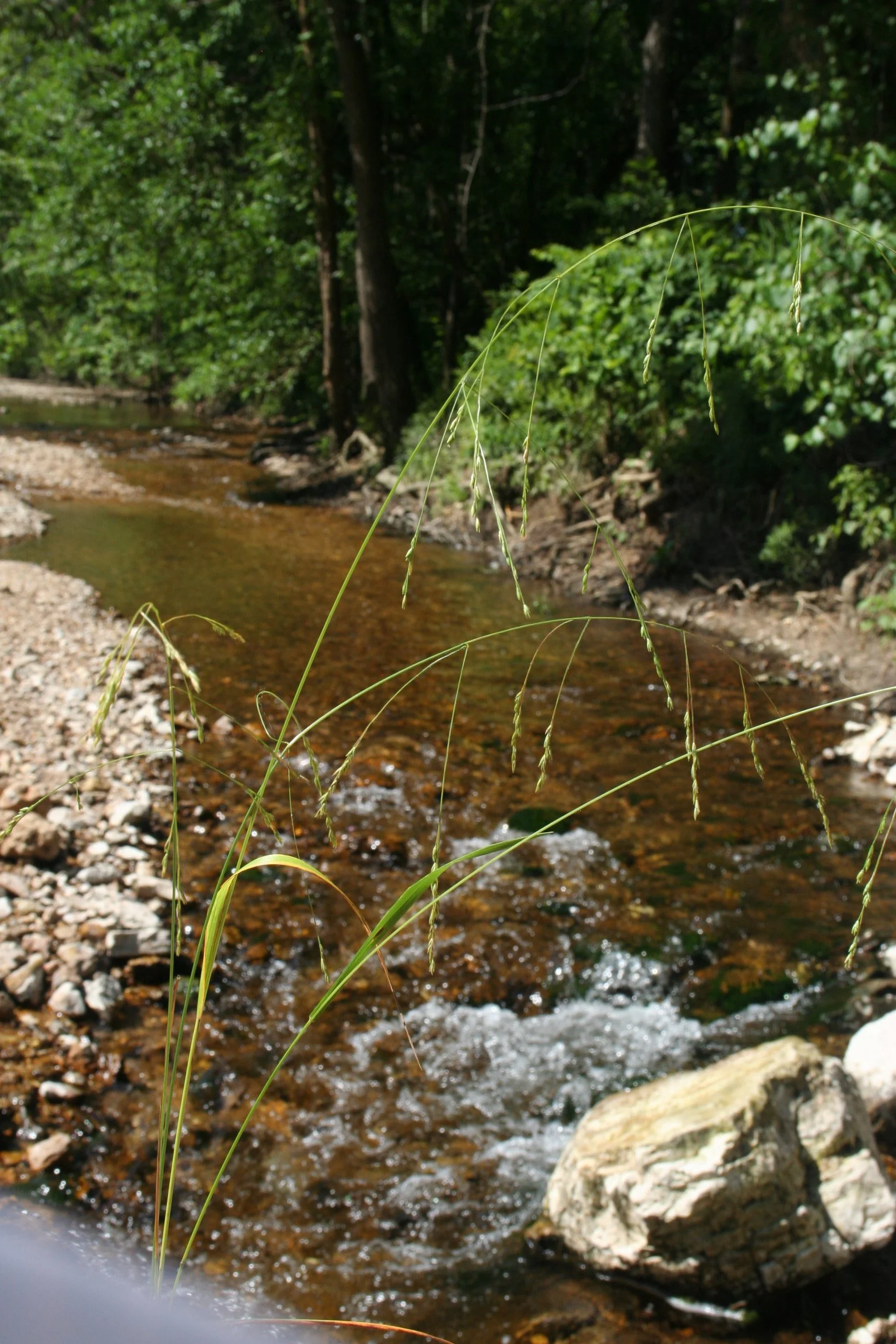 Nodding Fescue (Festuca subverticillata), grass, Hamilton Native Outpost