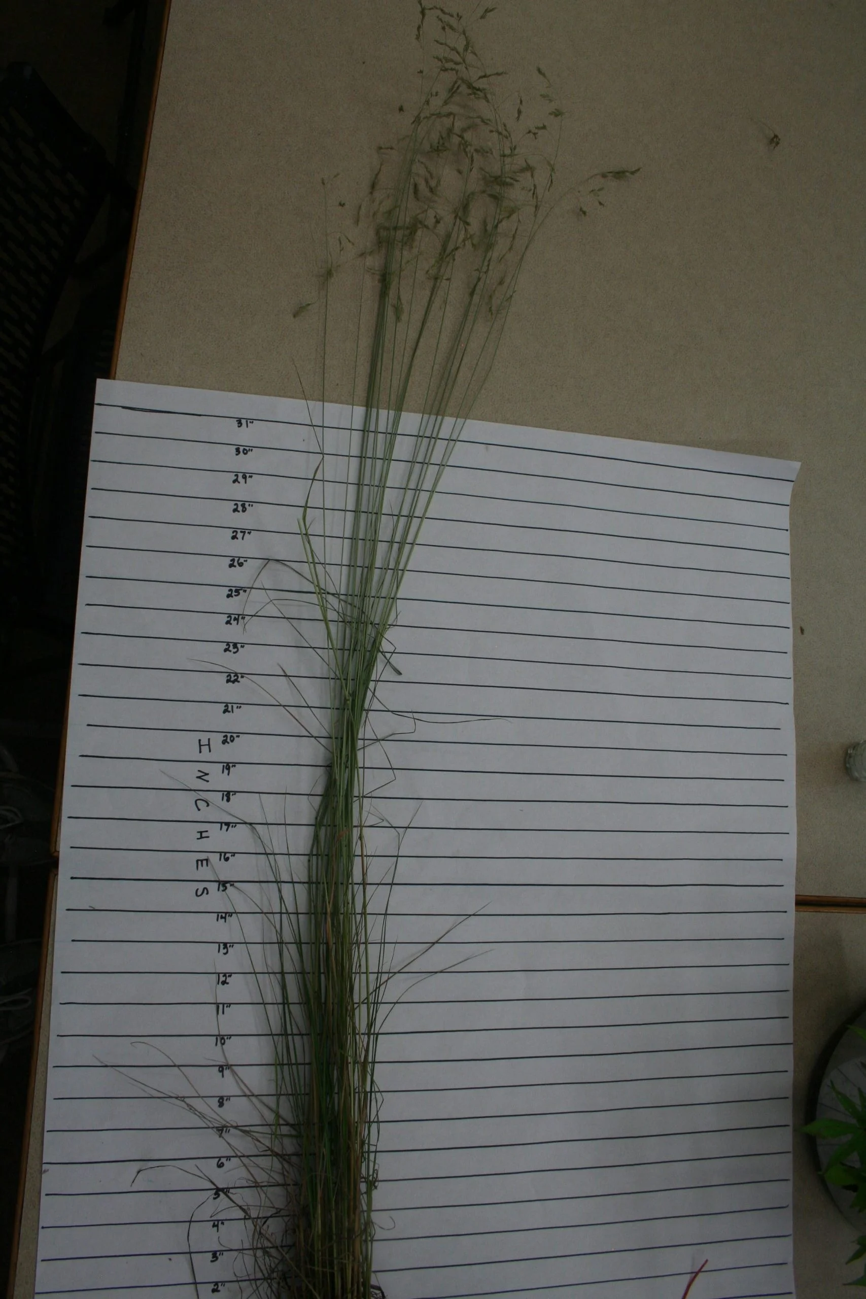 Fescue, Texas (Festuca versuta), native grass, Hamilton Native Outpost