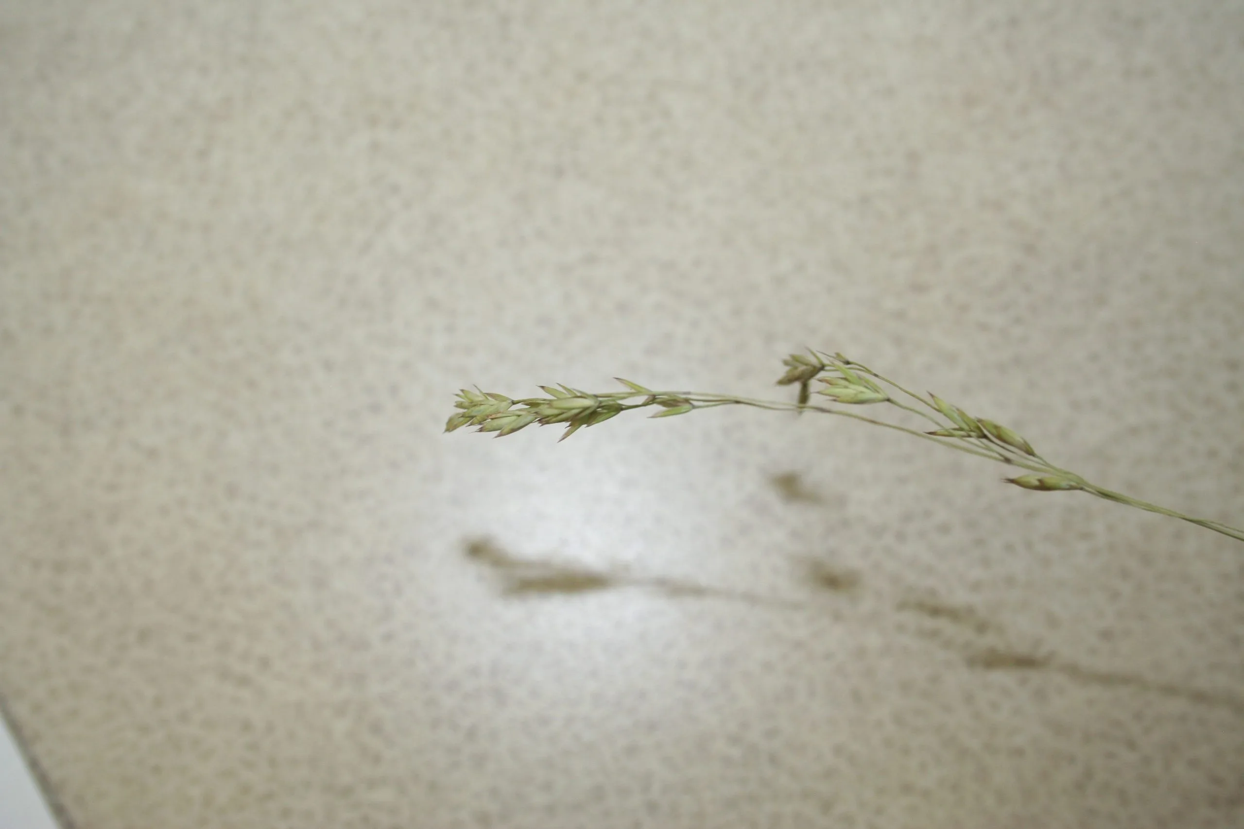 Fescue, Texas - Image 2