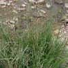 Fowl Manna Grass (Glyceria striata), grass, Hamilton Native Outpost