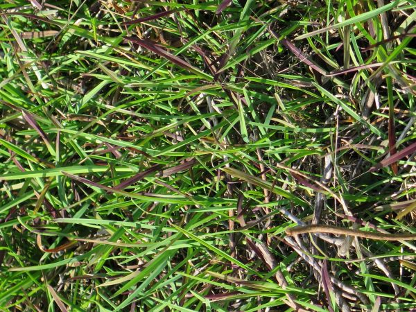 Fowl Manna Grass (Glyceria striata), grass, Hamilton Native Outpost