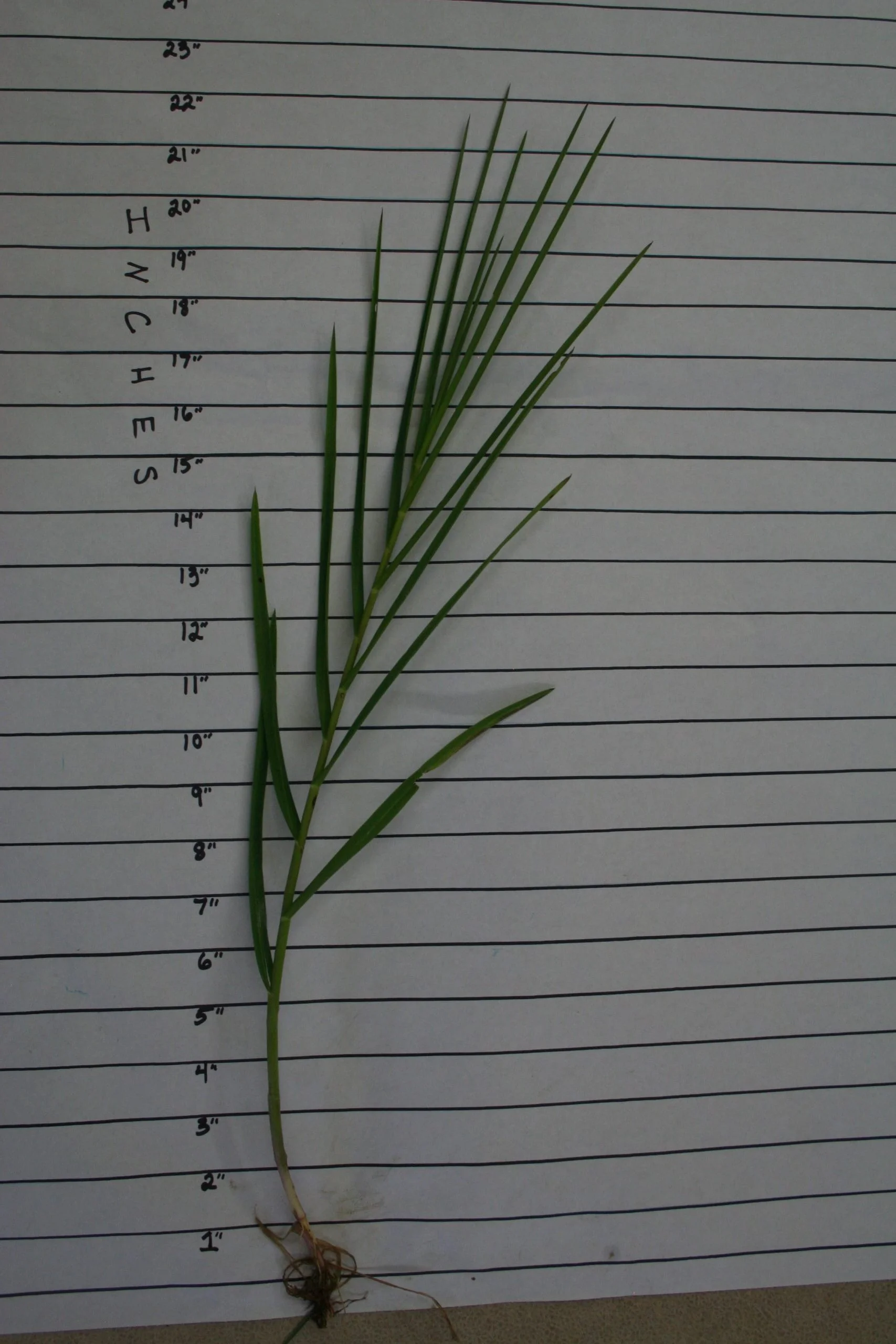 Fowl Manna Grass (Glyceria striata), grass, Hamilton Native Outpost