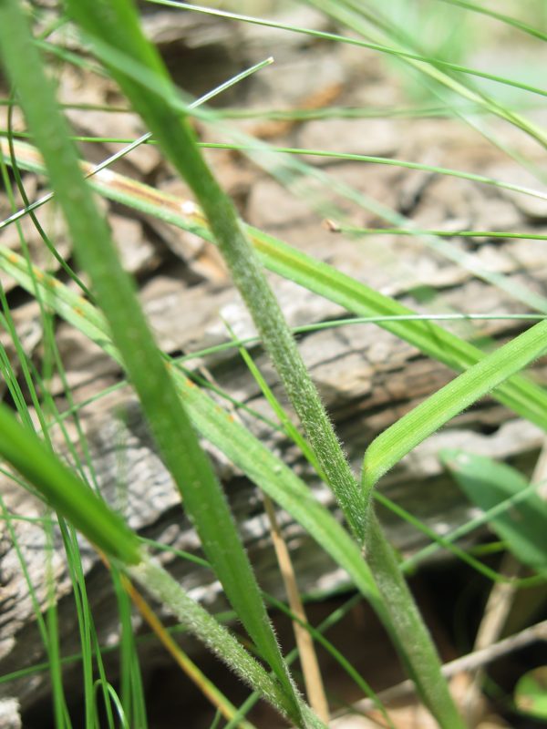 Fuzzy Wuzzy Sedge (Carex hirsutella), grass, Hamilton Native Outpost
