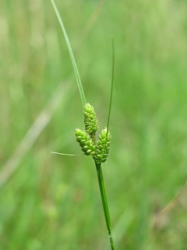 Fuzzy Wuzzy Sedge (Carex hirsutella), grass, Hamilton Native Outpost
