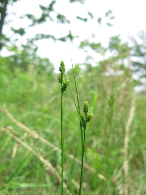 Fuzzy Wuzzy Sedge (Carex hirsutella), native grass-like plant, Hamilton Native Outpost