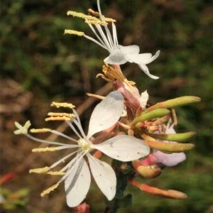 Large Flowered Guara (Gaura longiflora) , wildflower, Hamilton Native Outpost