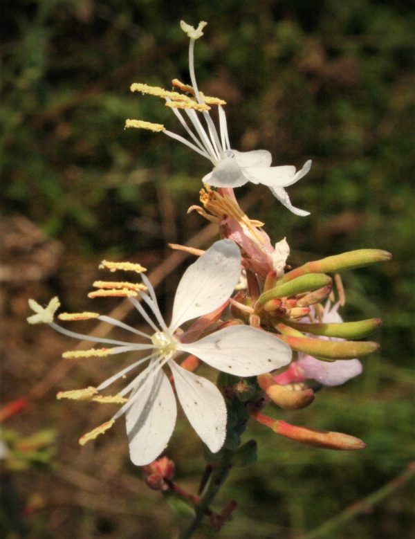 Large Flowered Guara (Gaura longiflora) , wildflower, Hamilton Native Outpost