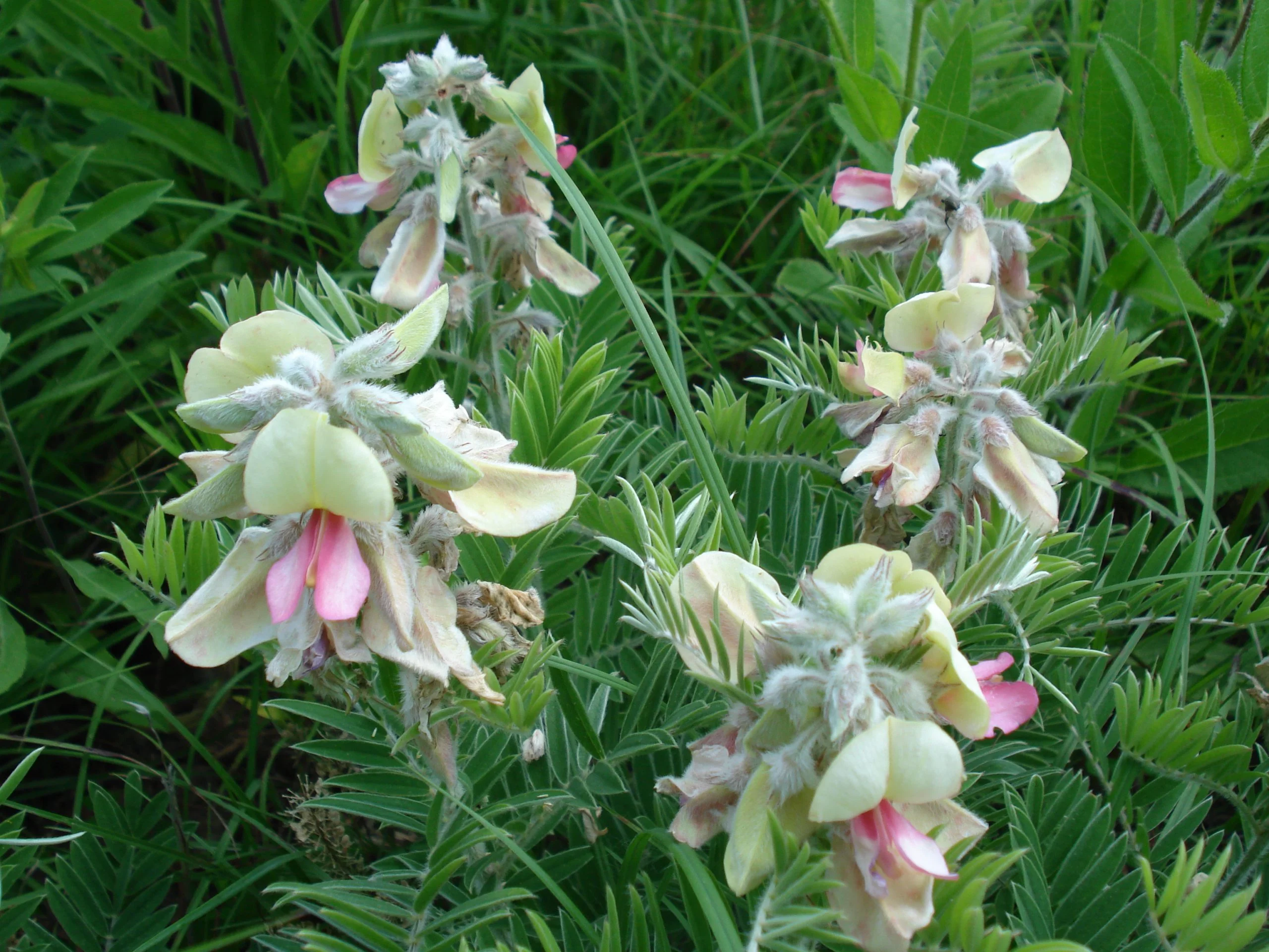 Goat's Rue (Tephrosia virginiana), wildflower, hamilton native outpost